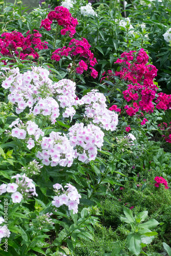 Pink and red phlox in garden