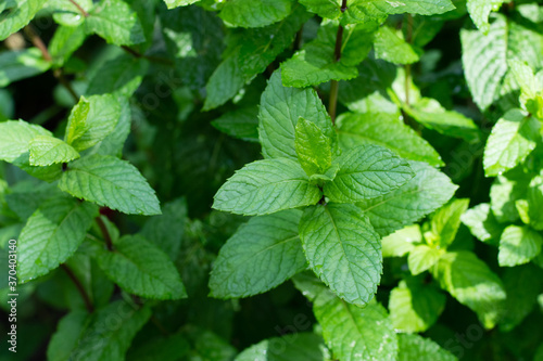 Peppermint in garden. Spicy herb.