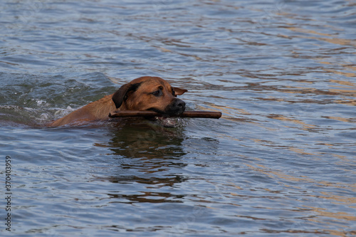 Dog swimming with a wooden stick in mouth.