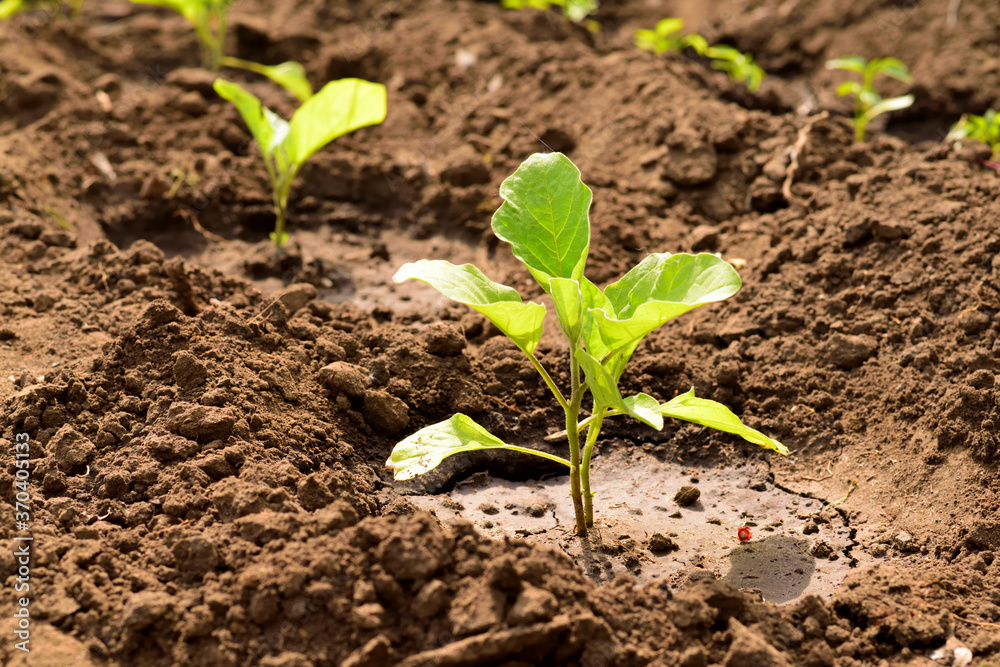 Eggplant sprouts growing in clay soil Eggplant sprouts growing in clay soil