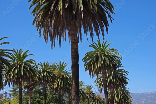Fototapeta Naklejka Na Ścianę i Meble -  Low angle view of palm lining a street in the Hope Ranch district of Santa Barbara under a bright blue summer sky