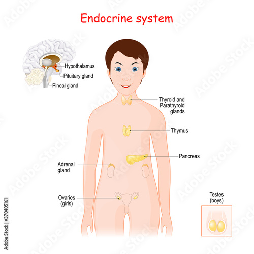 Human endocrine system for kids.