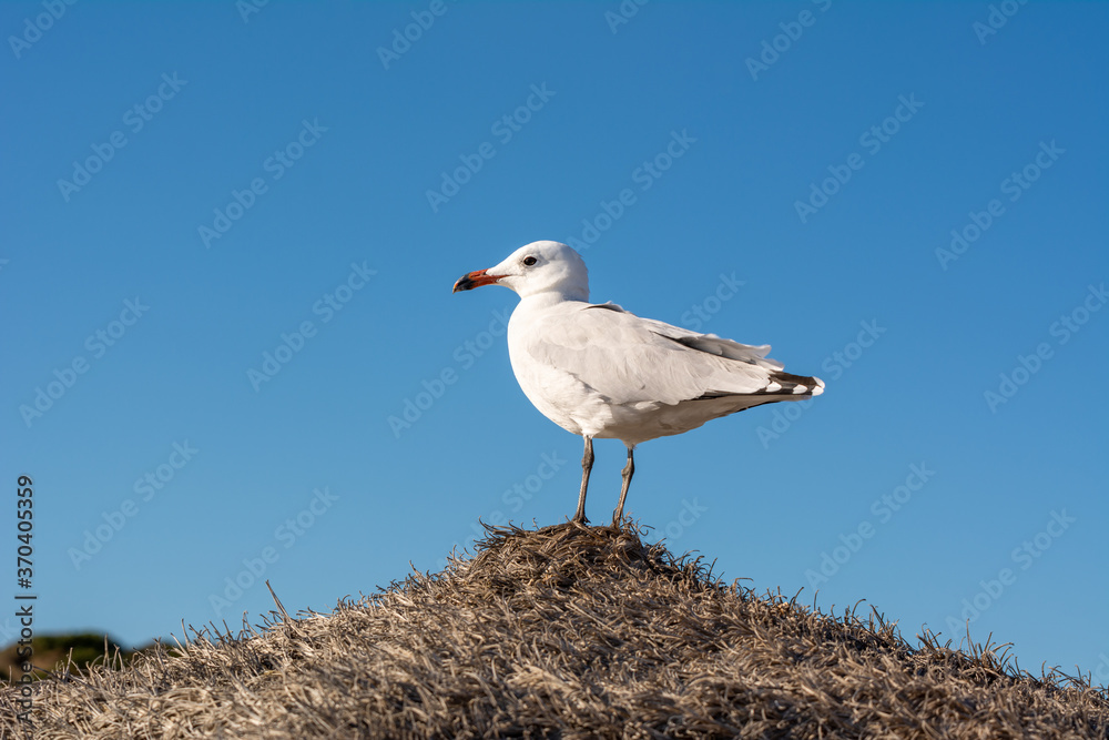 Seagull is standing on a beach umbrella. Menorca island, Spain Seagull is standing on a beach umbrella. Menorca island, Spain