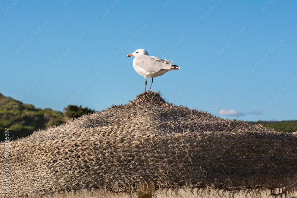 Seagull is standing on a beach umbrella. Menorca island, Spain Seagull is standing on a beach umbrella. Menorca island, Spain