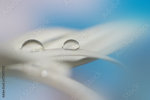 Extreme close up shot of water droplets on the flower petal 