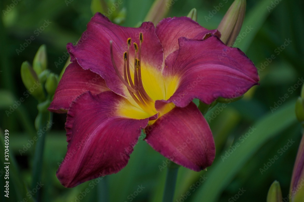 Deep Purple Daylily with Yellow Throat against bed of green leaves in backyard garden Deep Purple Daylily with Yellow Throat against bed of green leaves in backyard garden
