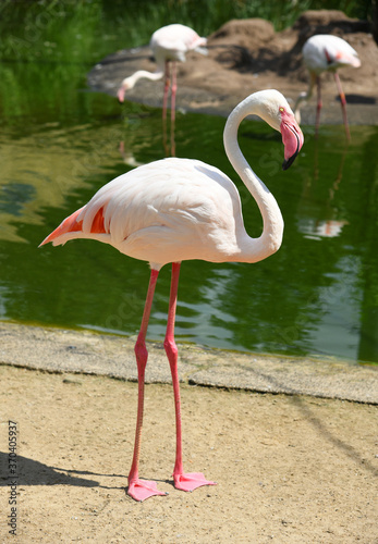 Rosaflamingo Phoenicopterus