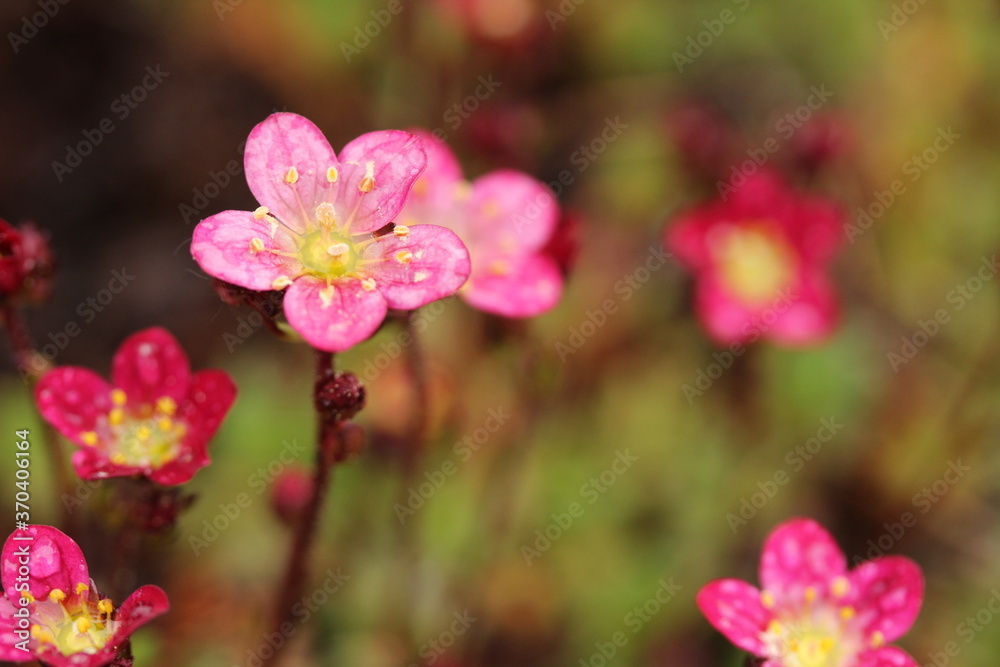 Blooming dark pink Saxifraga x arendsii
