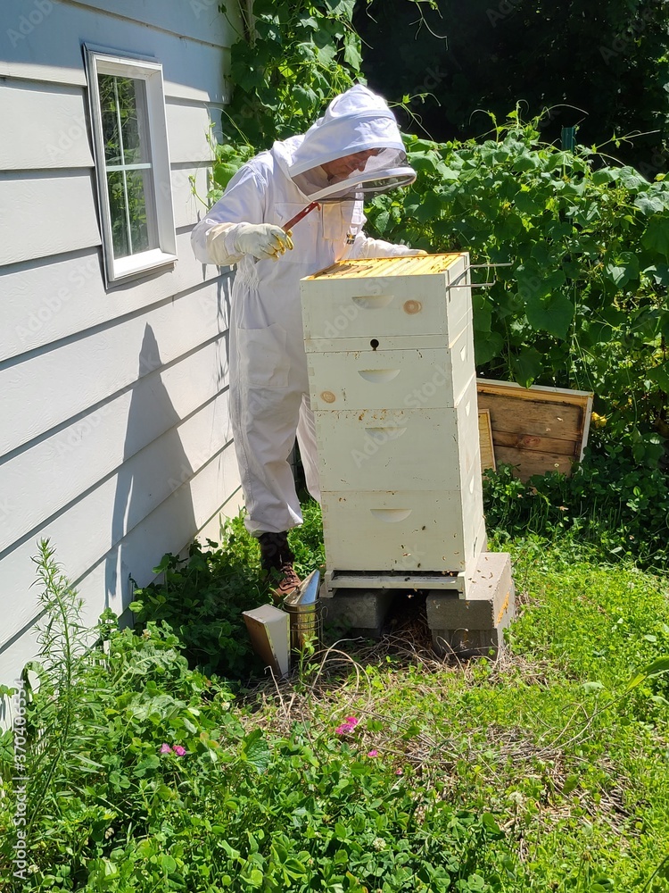 beekeeper working in the garden beekeeper working in the garden