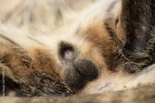 Photography genitals of a young domestic cat close up