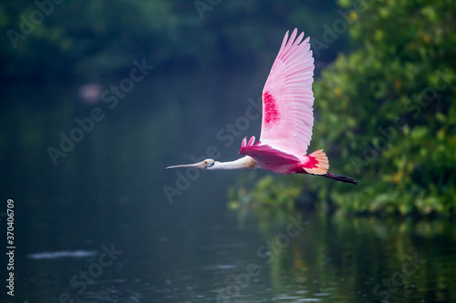Flying roseatte spoonbill with wings high photo