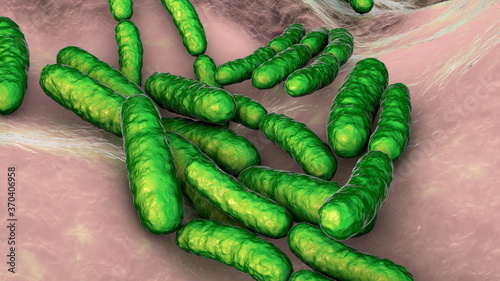 Probiotic bacteria Lactobacillus photo