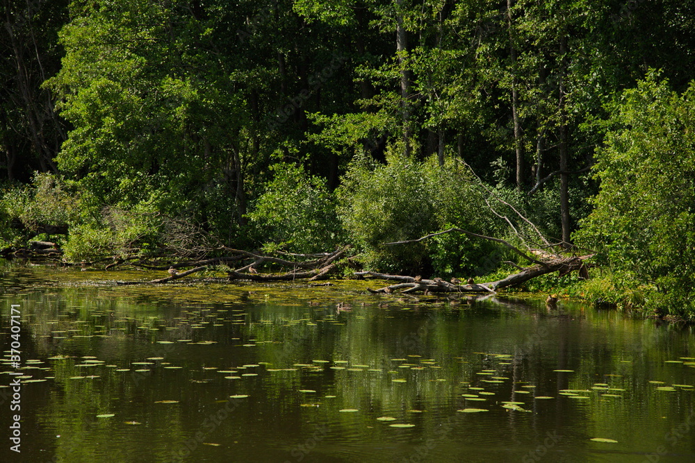 Vvedenskoe lake in the vicinity of the town of Pokrov, Vladimir region, Russia. Vvedenskoe lake in the vicinity of the town of Pokrov, Vladimir region, Russia.