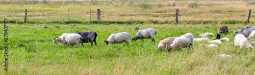 sheep in the field with green grass