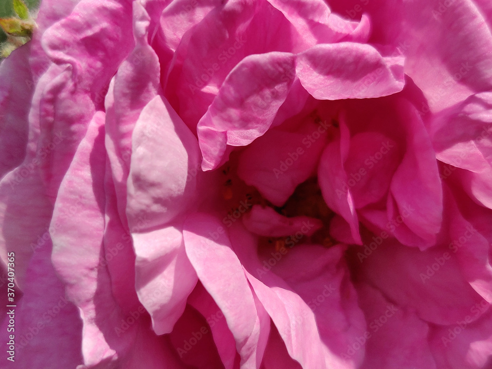 Rose pink