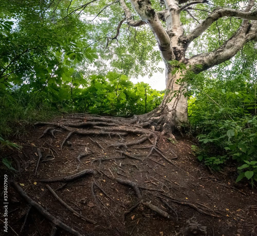 Obraz premium Rooted