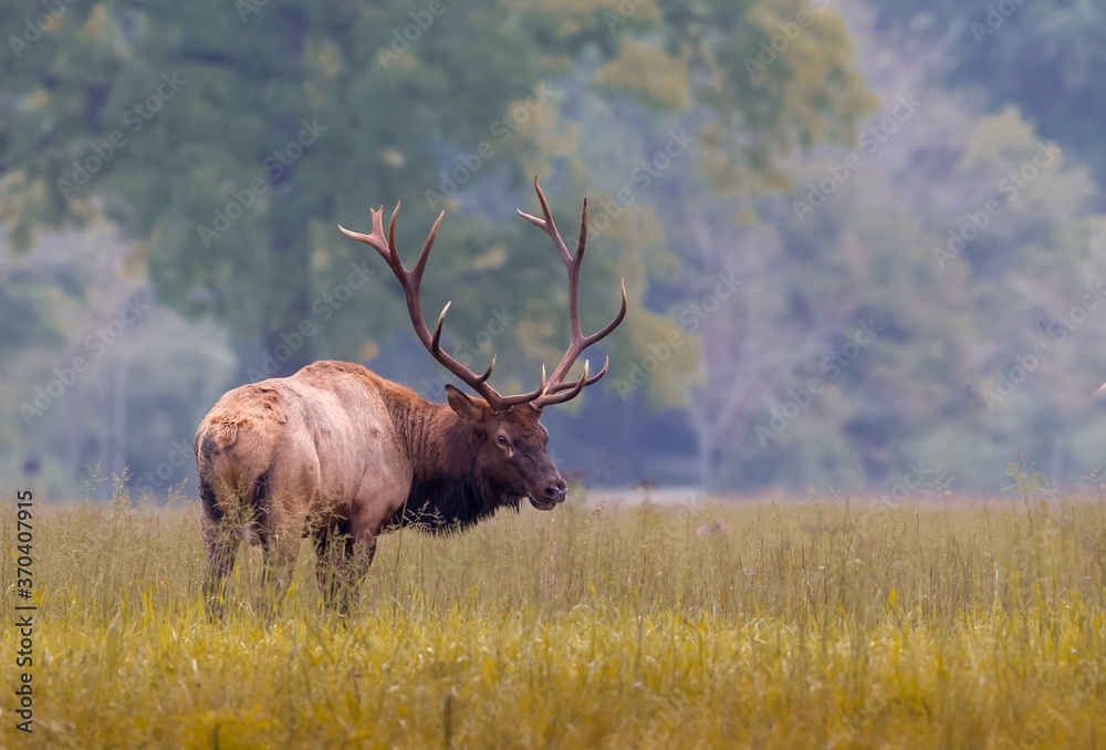 Obraz premium Looking right, large male elk poses in an autumn meadow