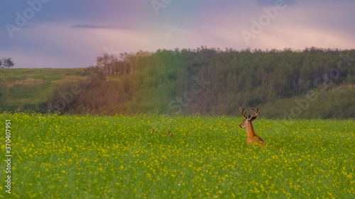 White-tailed deer bucks jumping into a rainbow in a canola field. © Troy