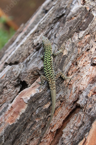 green lizard lurking on a tree