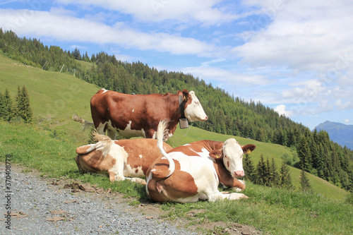 brown and white Simmental cattle on an alm in allgaeu