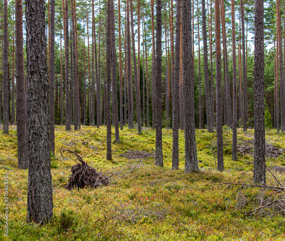 Obraz premium forest in autumn