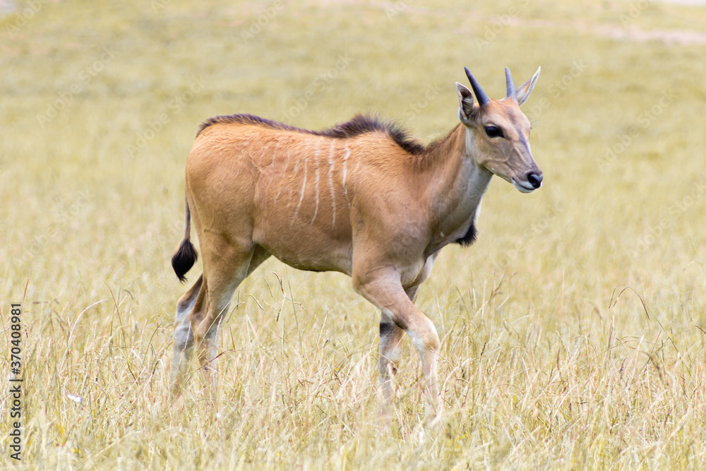 Cabarceno Natural Park - Cabárceno, la envidia cántabra. Destino idóneo para los amantes de los animales, parada obligatoria para familias, parejas y demás que deseen contemplar esta belleza natural. Cabarceno Natural Park - Cabárceno, la envidia cántabra. Destino idóneo para los amantes de los animales, parada obligatoria para familias, parejas y demás que deseen contemplar esta belleza natural.