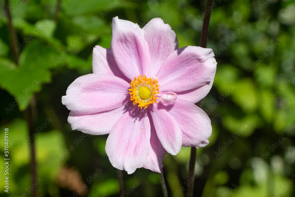 Pink flower of Japanese anemone in a garden during summer Pink flower of Japanese anemone in a garden during summer