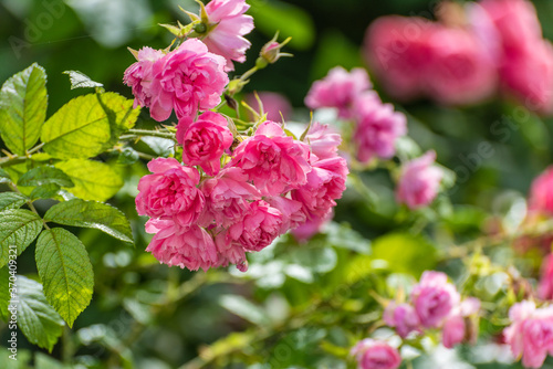 Pink roses on a bush in full bloom at summer