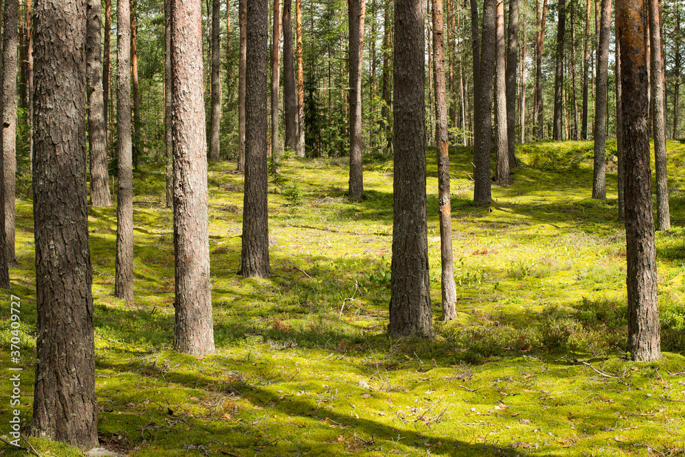 Obraz premium Beautiful forest landscape. Pine forest with moss covered ground in sunny summer day.