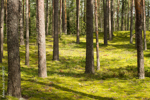 Beautiful forest landscape. Pine forest with moss covered ground in sunny summer day.