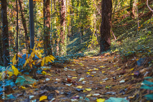 Forest trail with colorful autumn leaves in the Blue Ridge Mountains