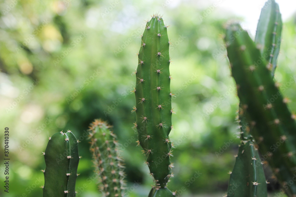 Close up Sprout Hylocereus undatus stock cactus and succulent desrt plant Close up Sprout Hylocereus undatus stock cactus and succulent desrt plant
