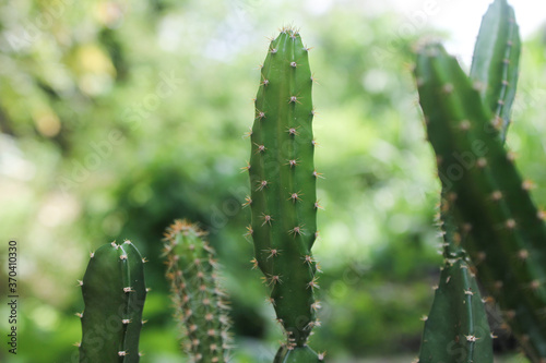Close up Sprout Hylocereus undatus stock cactus and succulent desrt plant