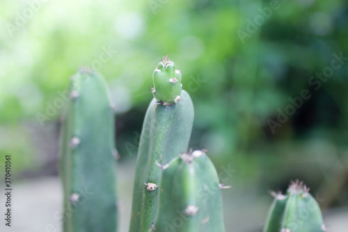 Close up Sprout Eriocereus stock cactus and succulent desert plant outdoor garden photo