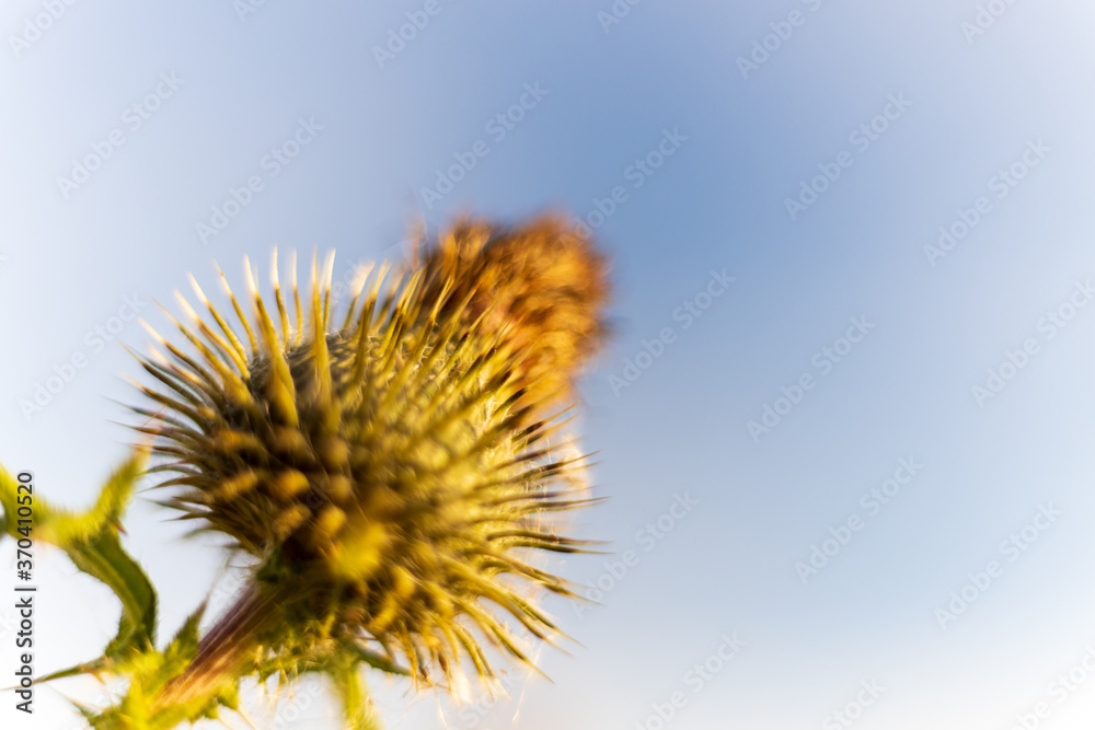 Wild flower and grass against a blue sunny sky