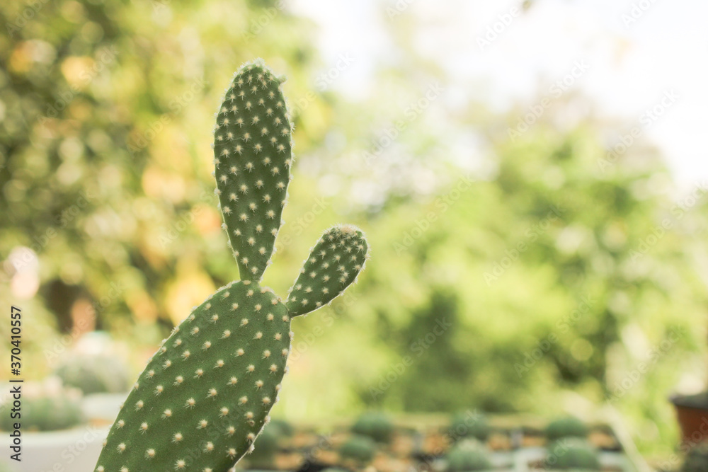 Cactus desert plant Opuntia microdasys looks like  bunny ears Mickey mouse outdoor garden
