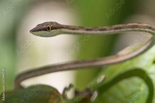 Brown vine snake in Cahuita, Costa Rica
