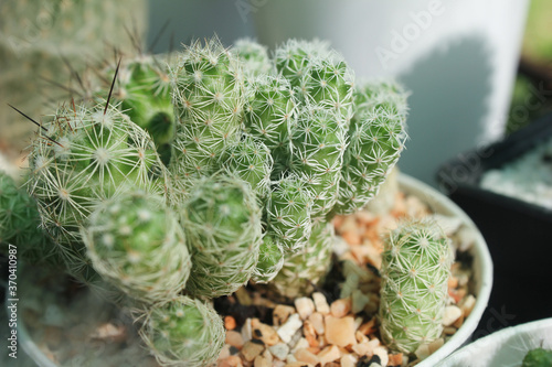 Mammillaria gracilis or Thimble cactus plant in white pot looks like Japan doll photo