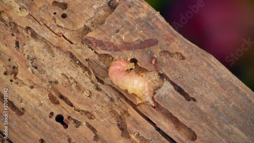 woodworm crawling across wooden plank close-up macro shot 4K