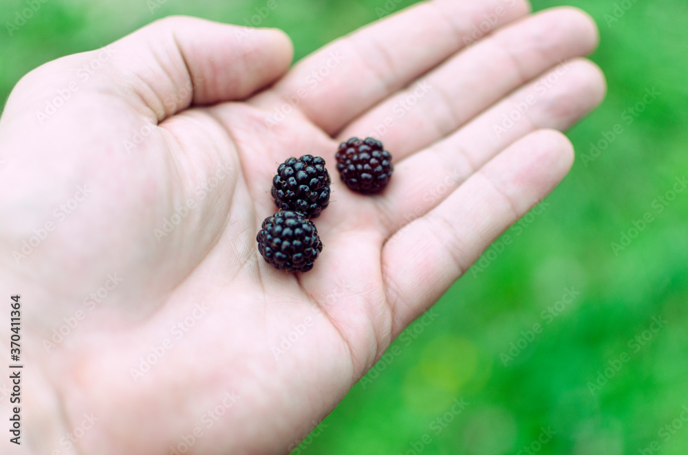 blackberries in the palm of your hand .soft focus. blurry background blackberries in the palm of your hand .soft focus. blurry background