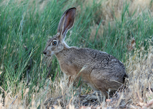 Rabbit at California grassland