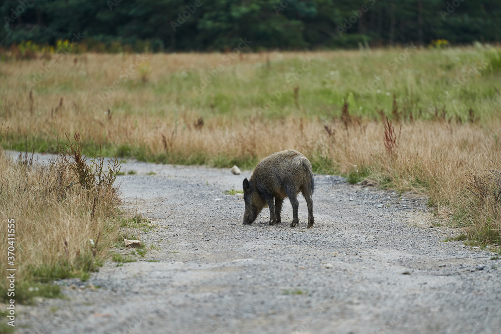 Adult european wild boar searching some food on the sand road in the middle of hunting area during the summer afternoon in Czech republic. Wild swine in latin sus scrofa is common european game animal Adult european wild boar searching some food on the sand road in the middle of hunting area during the summer afternoon in Czech republic. Wild swine in latin sus scrofa is common european game animal