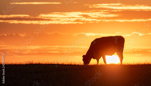 Lonely cow grazing in the setting sun 