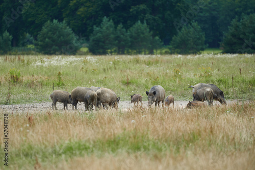 The herd of The wild boars  in latin Sus scrofa  also known as the wild swine  common wild pig or simply wild pigs searching some food on the meadow in the middle of deep forest in summer afternoon.