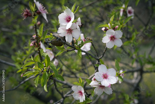 Closeup of spring white blooming flowers in almond tree