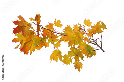 Branch of autumn yellow maple leaves isolated on white background