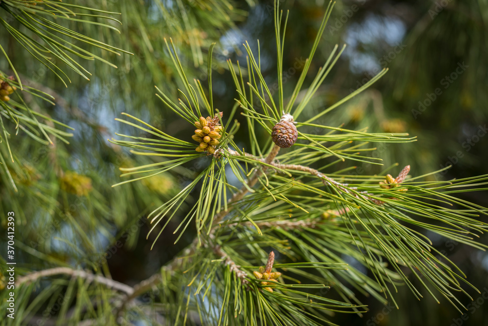 Pine tree close up with some pine cones Pine tree close up with some pine cones