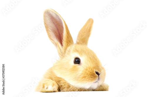 Head of a ginger rabbit on a white background.