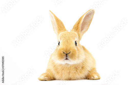 Head of a ginger rabbit on a white background. © Евгений Гончаров