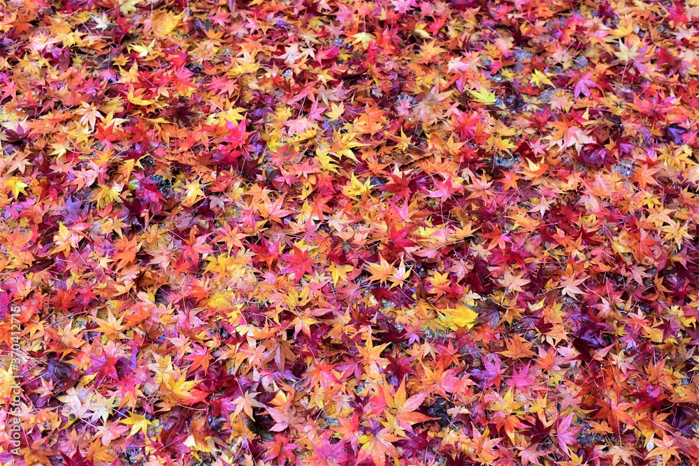Multicolor Autumn Leaves Multicolor Autumn Leaves